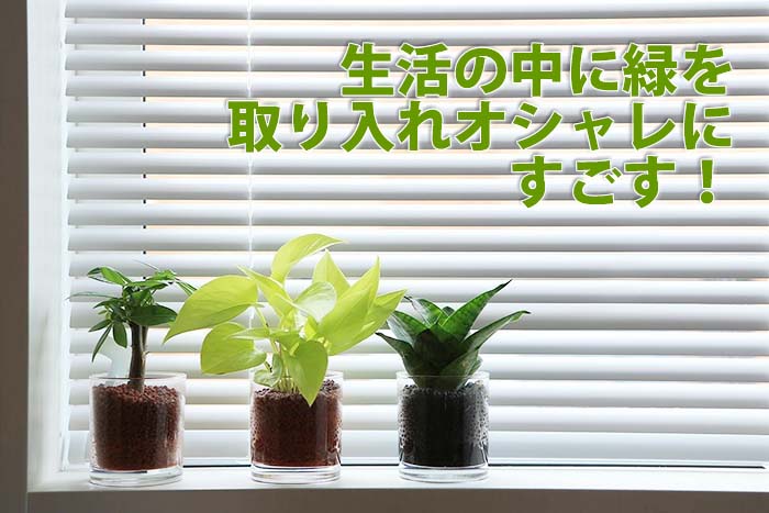 おしゃれなミニ観葉植物 6選！タイプ別育てやすさ度