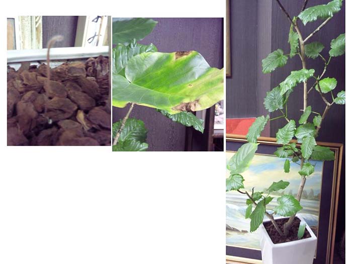 観葉植物の種類と育て方と復活方法