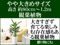 中型 観葉植物