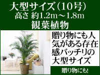 大型 観葉植物