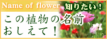 ���̐A���̖��O��������!! �f����