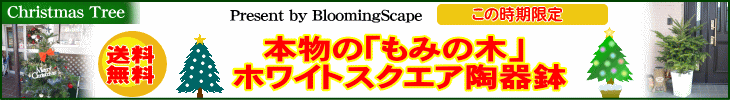���݂̖؁{�z���C�g�X�N�G�A���픫