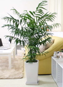 �X�^�C���b�V���I�l�C�̃p�L�� 8��+�X�N�G�A�z���C�g�����O���픫 �i���� 1.6m�`1.8m�j
