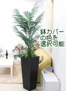 人工 アレカヤシ 約1.9〜2m