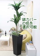 人工 ウンベラータ