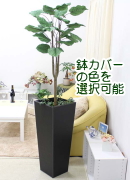 人工 ウンベラータ