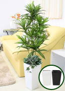 人工 ソング オブ ジャマイカ 約90cm オリジナル寄せ植え仕立てホワイト陶器鉢カバーセット