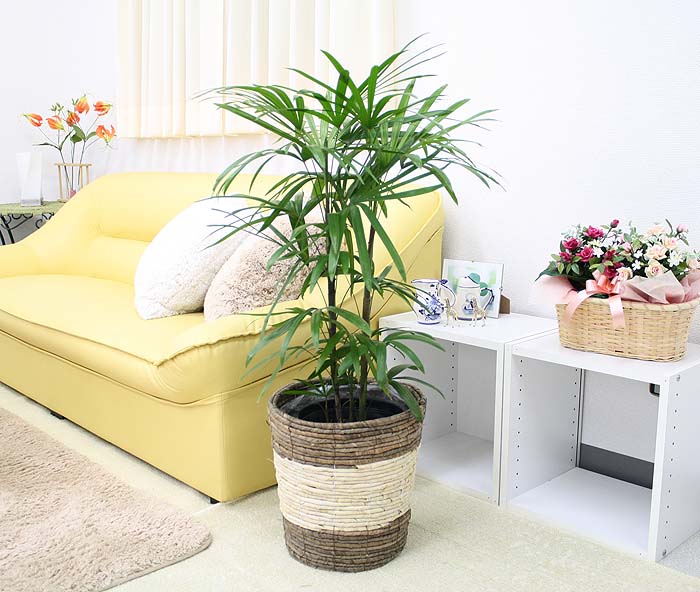 �V�����|�i�V�����`�N�j 10��