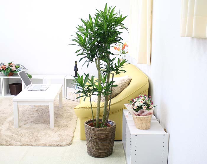 �W���}�C�J