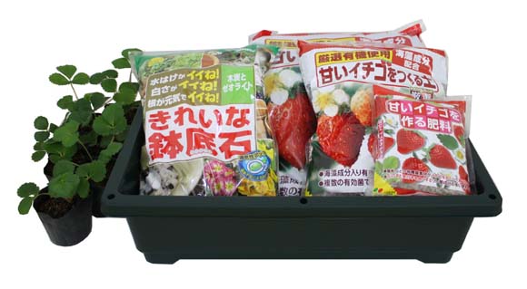 いちご 苗 栽培セット