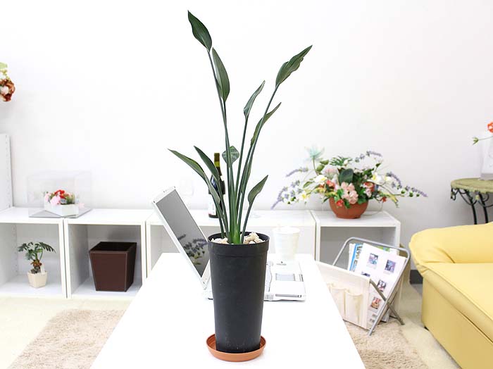 �X�g�����`�A �m�����[�t 5��