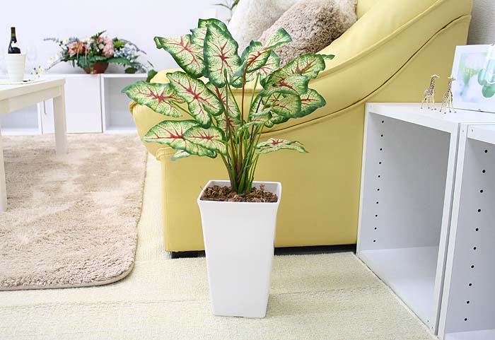 �J���W���[�� ��53cm