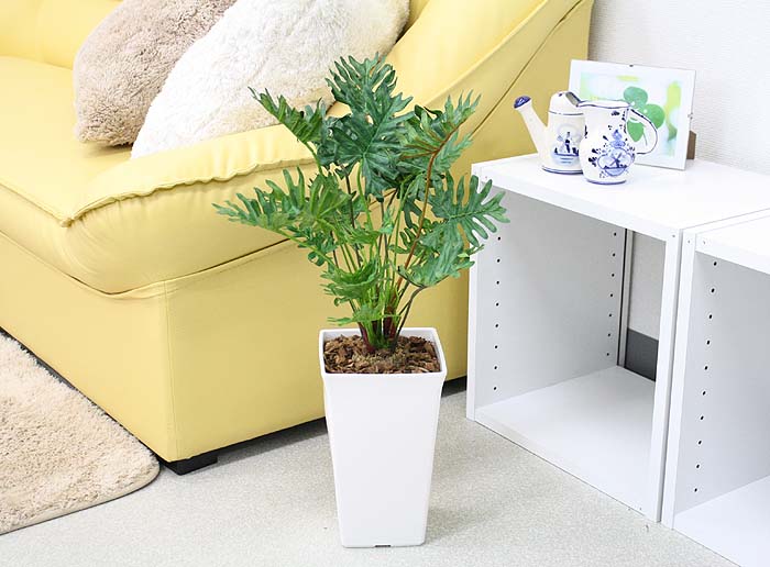 �J���W���[�� ��53cm