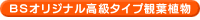 BS�I���W�i���ϗt�A���̓��픫�A��
