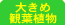 �傫�ߊϗt�A��