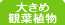 �傫�ߊϗt�A��