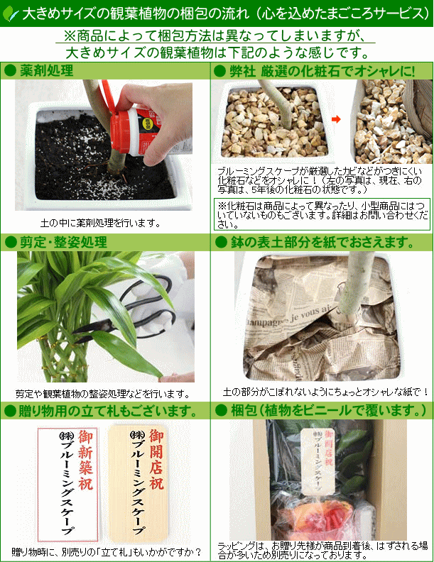 大型観葉植物&中型観葉植物の梱包方法について