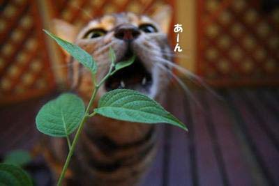 �}�^�^�r�̖�