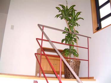 �K���̖� 10���{�o�X�P�b�g���J�o�[