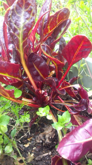 �`�R��(chicory)