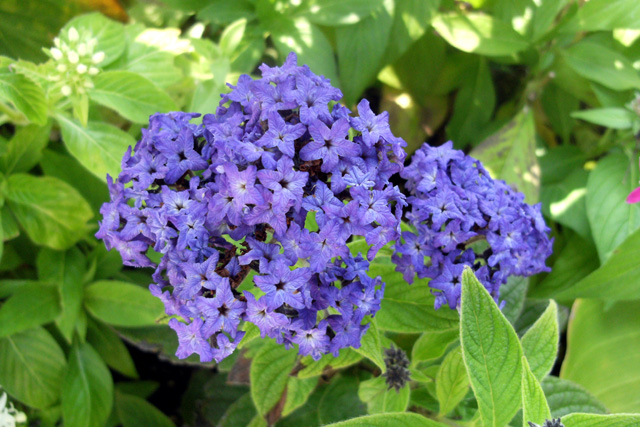 �w���I�g���[�v(heliotrope)