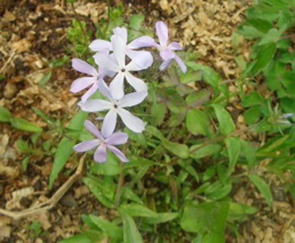 �t���b�N�X(phlox)