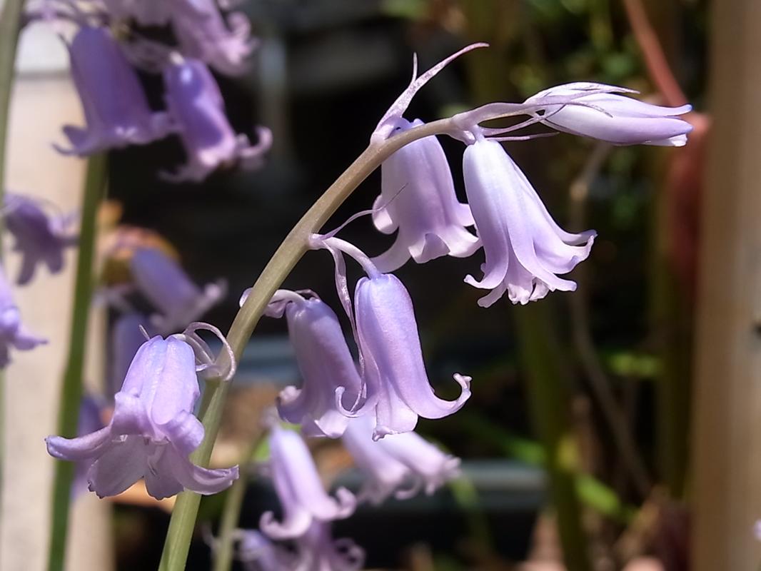 �V���[(Scilla)