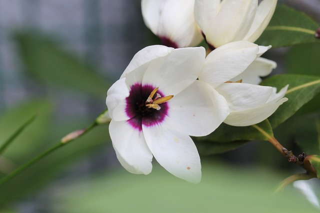�C�L�V�A(Ixia)