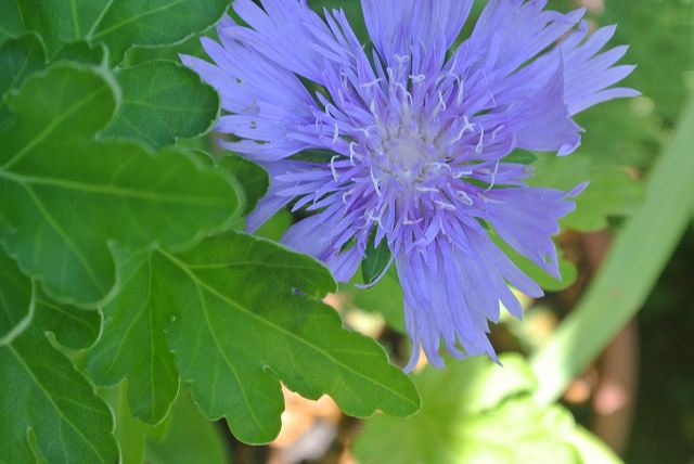 �X�g�P�V�A(stokesia)
