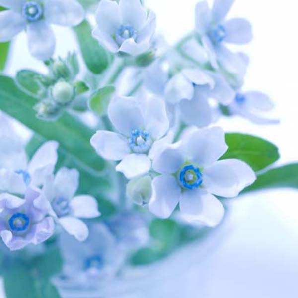 �u���[�X�^�[