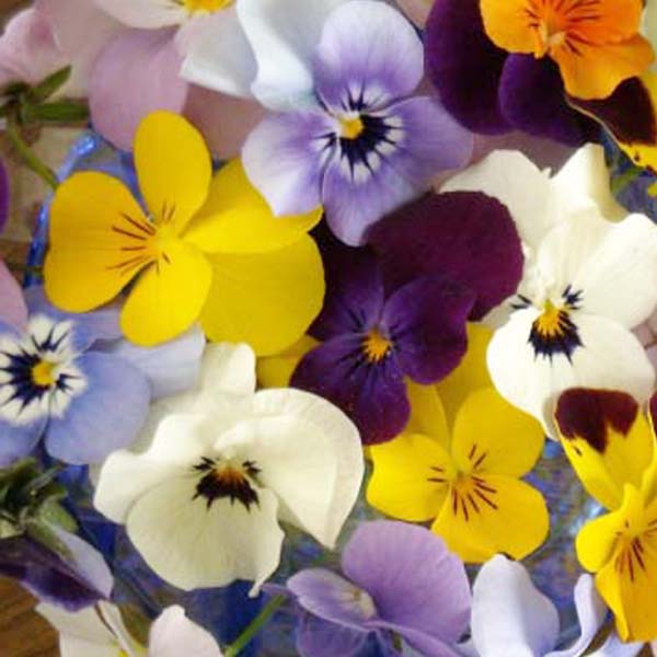 �p���W�[