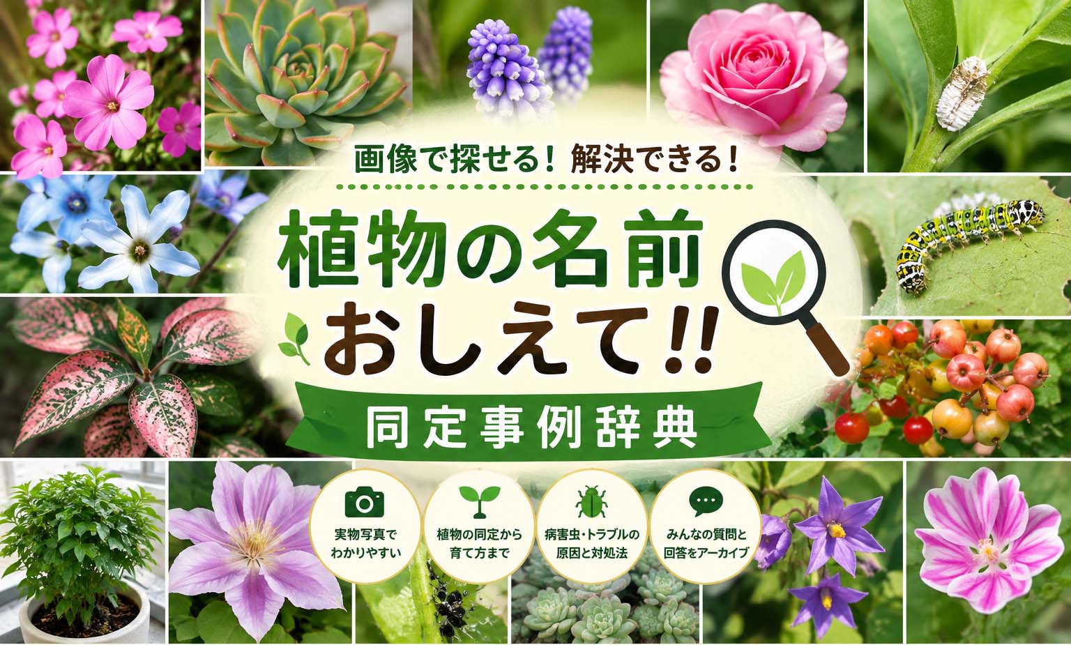 植物の名前おしえて?同定事例辞典