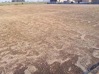 地ごしらえ・肥料・芝張り