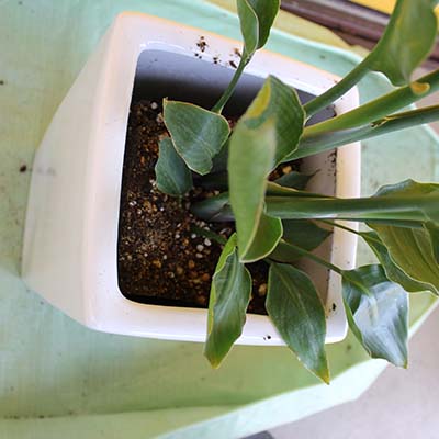 陶器鉢の植え替え方法 手順7