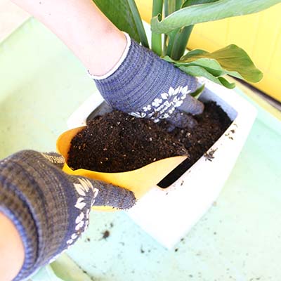 陶器鉢の植え替え方法 手順8
