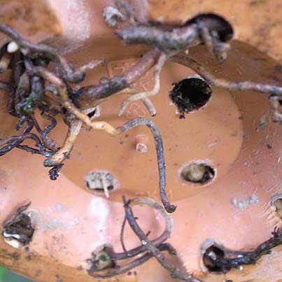 プラスチック鉢の植え替え方法 手順1
