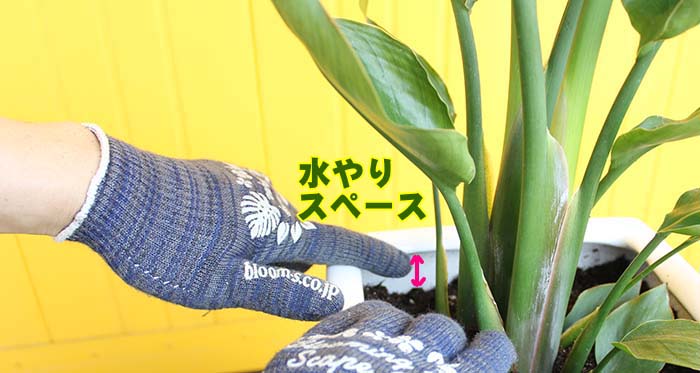陶器鉢の植え替え方法 手順10