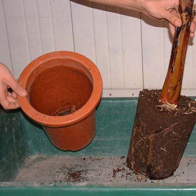 プラスチック鉢の植え替え方法 手順3