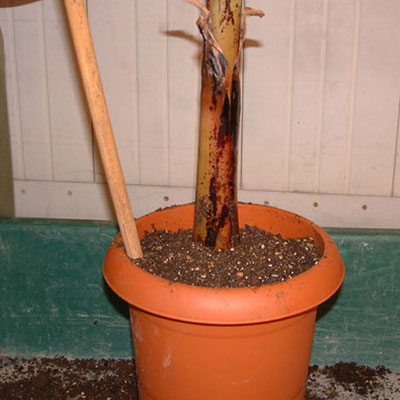 プラスチック鉢の植え替え方法 手順8