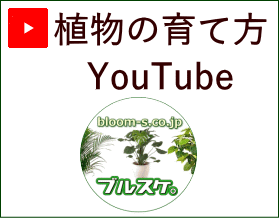 ブルーミングスケープ YouTube