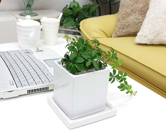 シッサス シュガーバインと風水