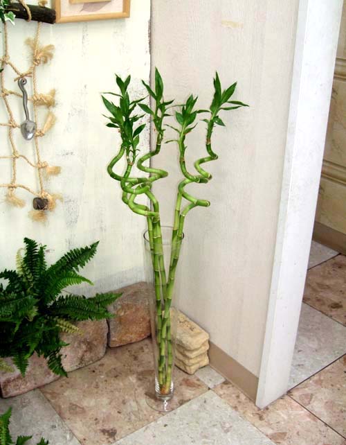 開運竹と風水 花言葉 観葉植物のブルーミングスケープ