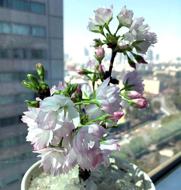 一才桜