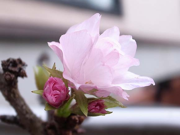 秋にも一才桜のお花が咲きました。