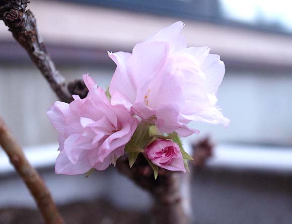 一才桜