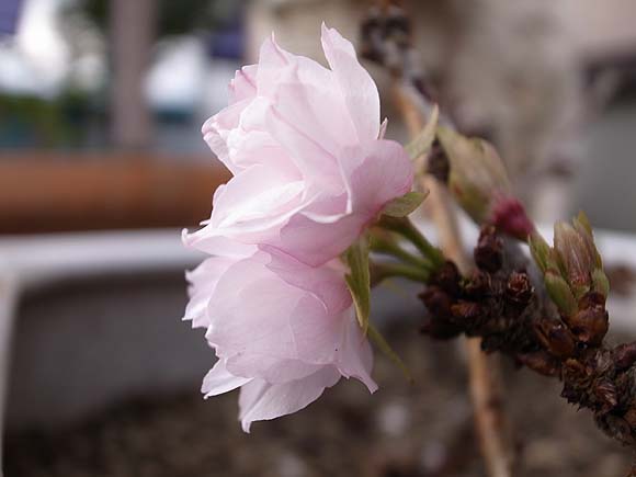 一才桜