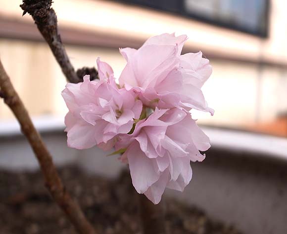 一才桜