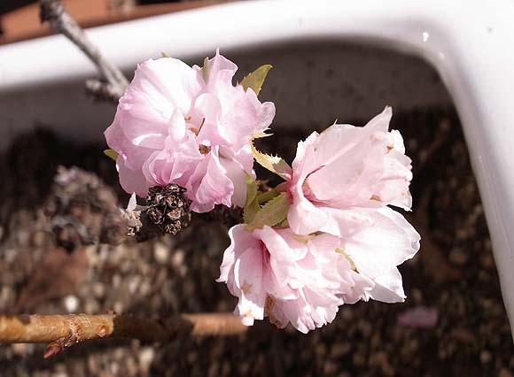 一才桜