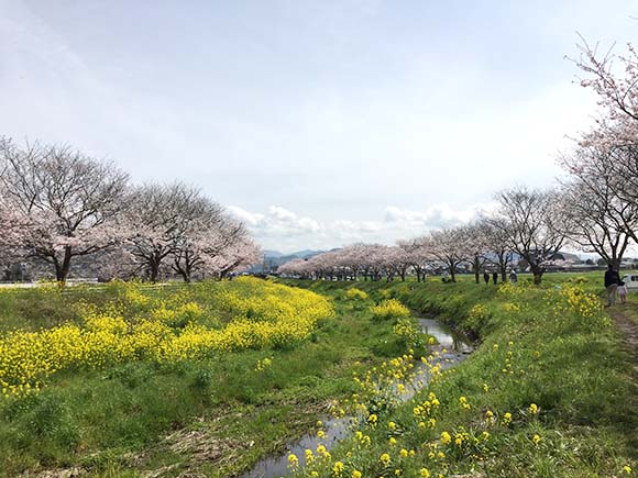 福岡県朝倉郡筑前町 草場川の桜並木