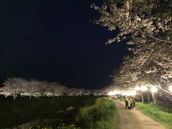 福岡県朝倉郡筑前町 草場川の桜並木